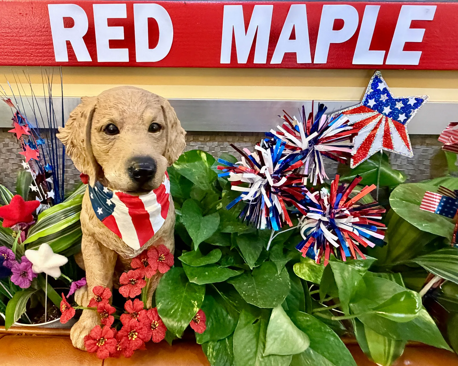 Maple Being Patriotic inside Red Maple