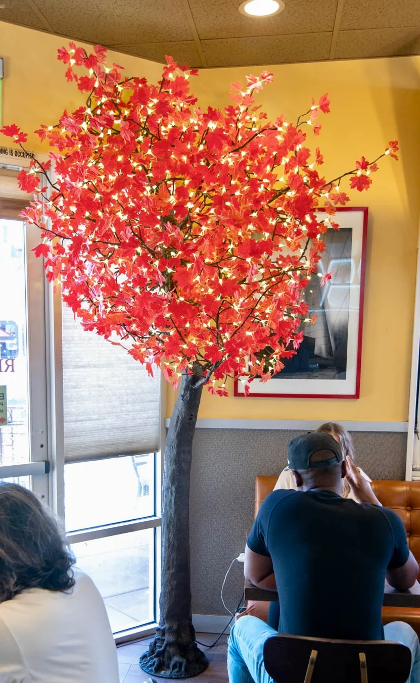 Red Maple Tree